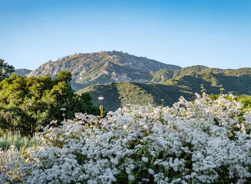California Buckwheat (Eriogonum fasciculatum)