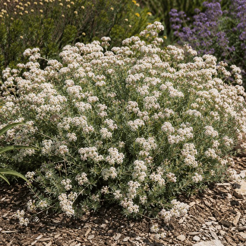 California Buckwheat California Buckwheat