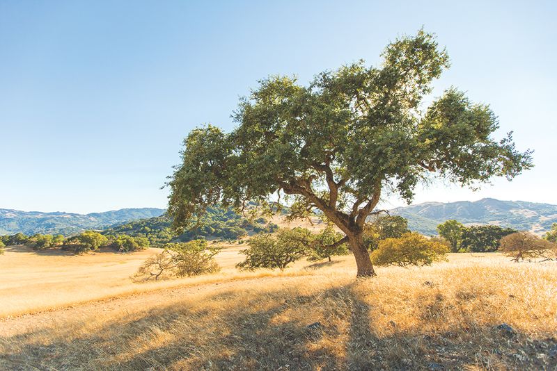 California Coast Live Oak