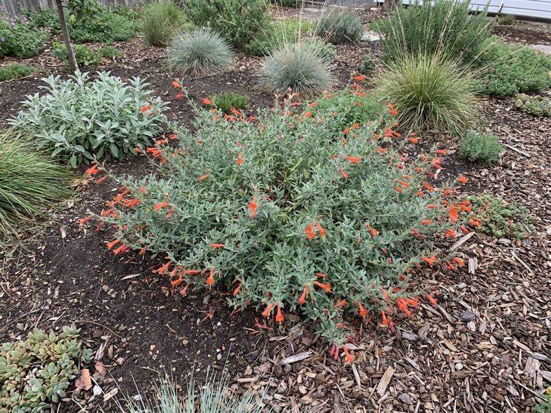 California Fuchsia California Fuchsia