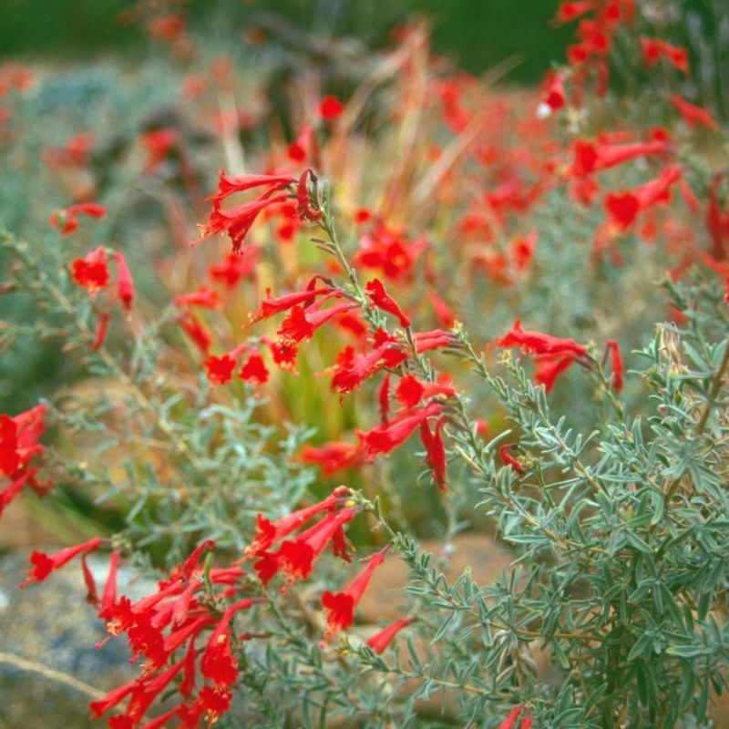 California Fuchsia (Epilobium canum) California Fuchsia (Epilobium canum)