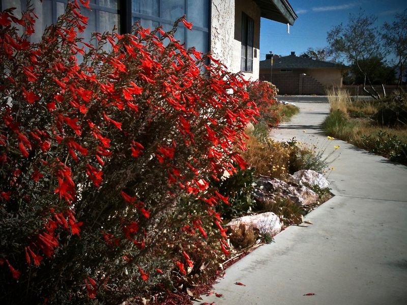 California Fuchsia (Epilobium canum)