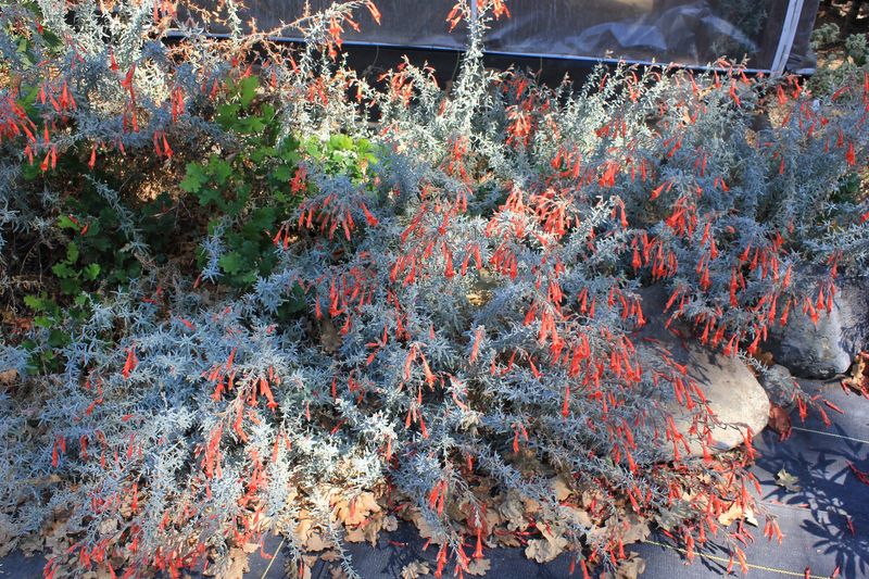 California Fuchsia