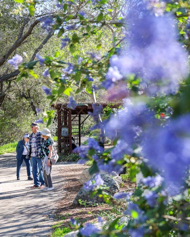 California Lilac