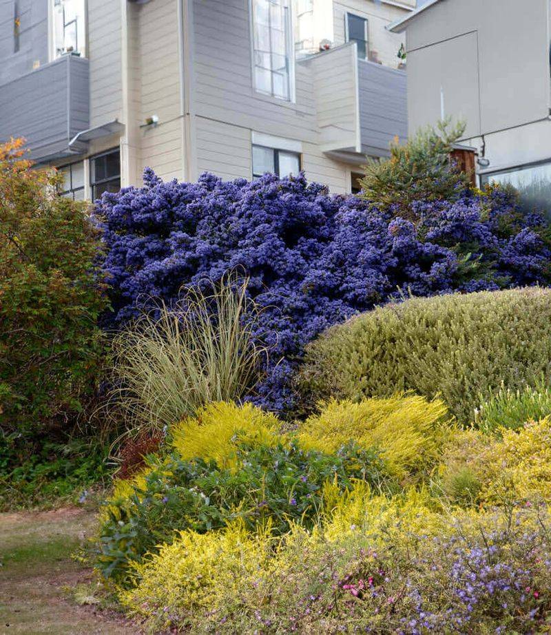 California Lilac (Ceanothus) California Lilac (Ceanothus)