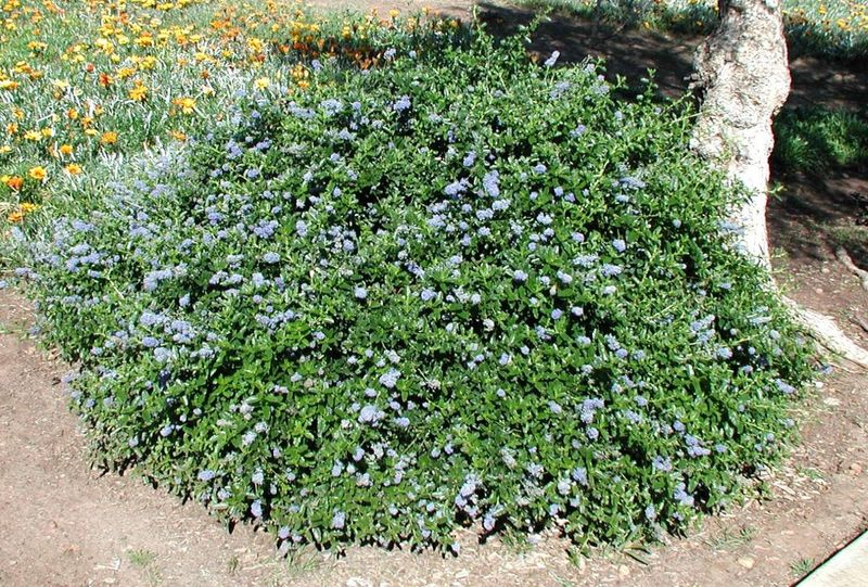 California Lilac Groundcover (Ceanothus 'Yankee Point')
