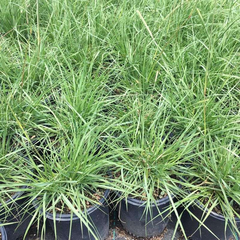 California Meadow Sedge