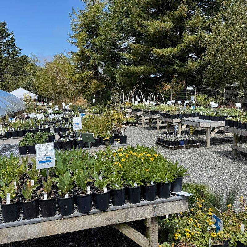 California Native Plant Society Chapter Plant Sales