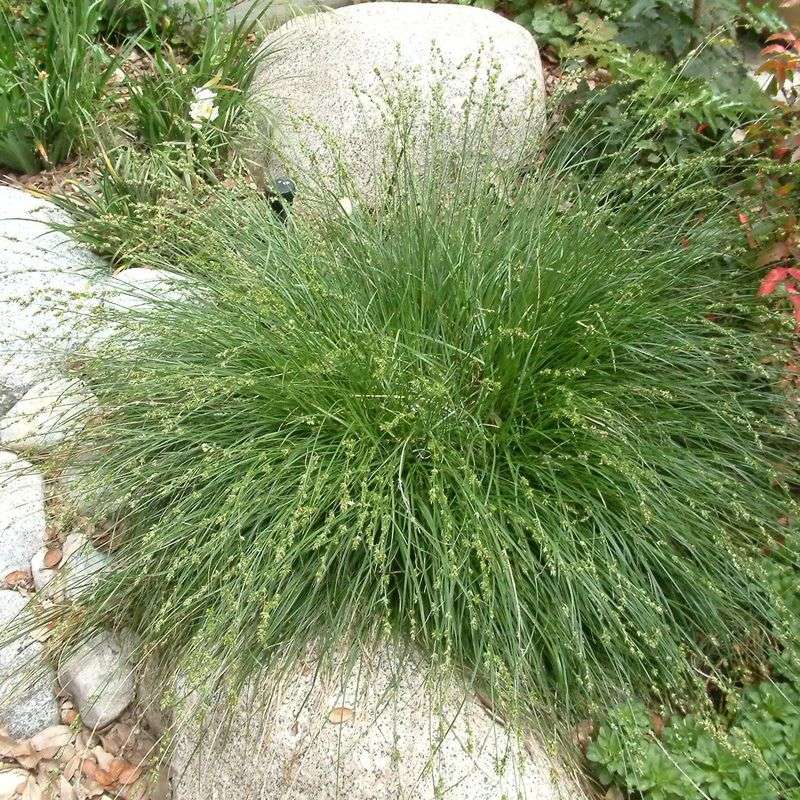 California Native Sedges California Native Sedges