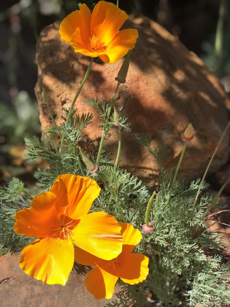 California Poppy