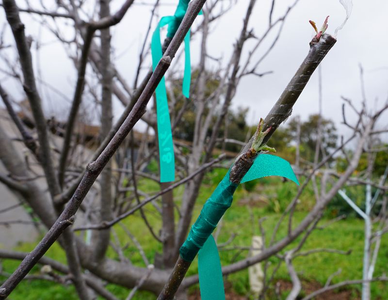 California Rare Fruit Growers Scion Exchanges