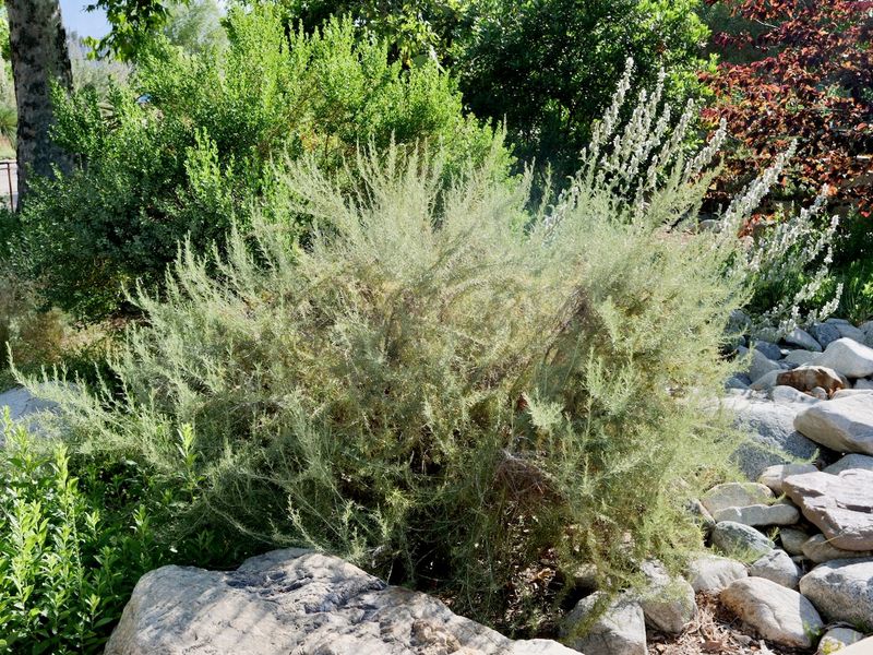 California Sagebrush (Artemisia californica) California Sagebrush (Artemisia californica)