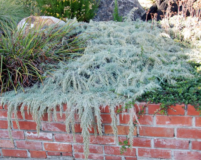 California Sagebrush 'Canyon Gray' (Artemisia californica)
