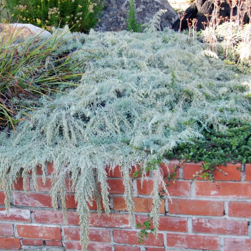 California Sagebrush 'Canyon Gray'