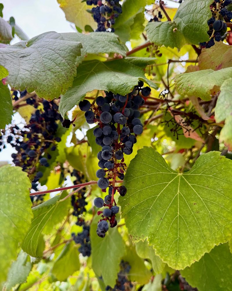 California Wild Grape Screen California Wild Grape Screen