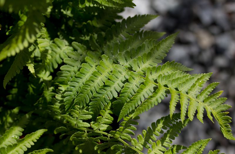 California Wood Fern (Dryopteris arguta)