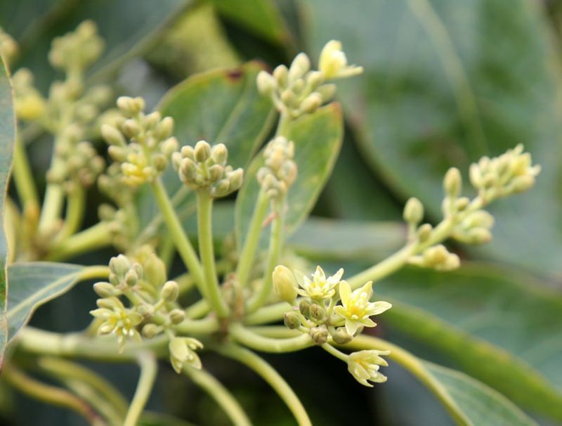California bloom timing and winter weather vary