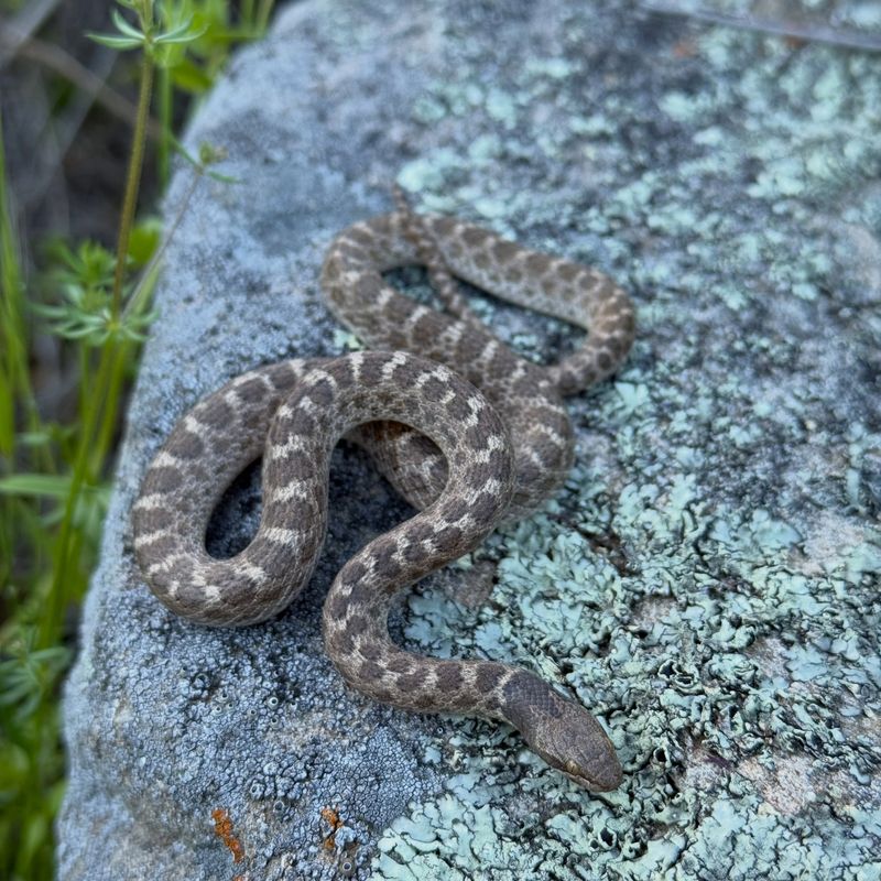 California has two distinct nightsnakes California has two distinct nightsnakes