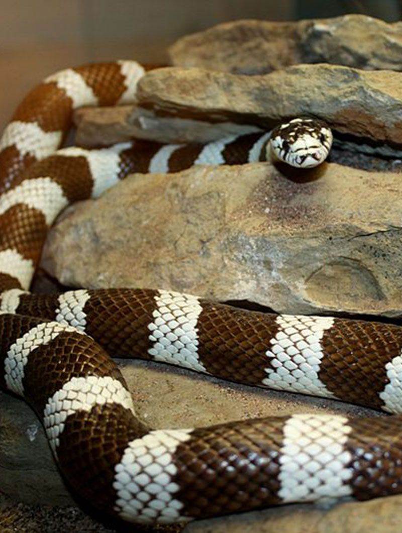 California kingsnakes eat a varied diet California kingsnakes eat a varied diet