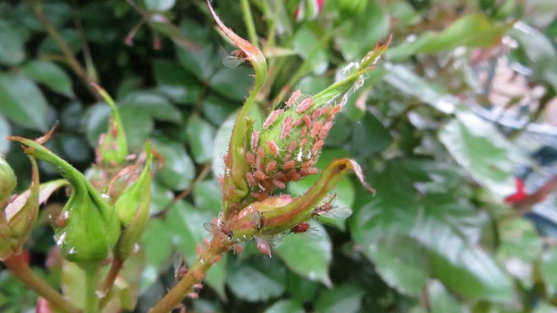 California rose aphids are often a seasonal, manageable problem California rose aphids are often a seasonal, manageable problem