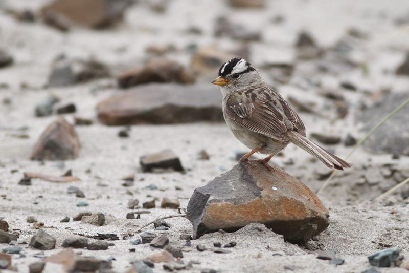 California’s sparrows do not all follow the same schedule