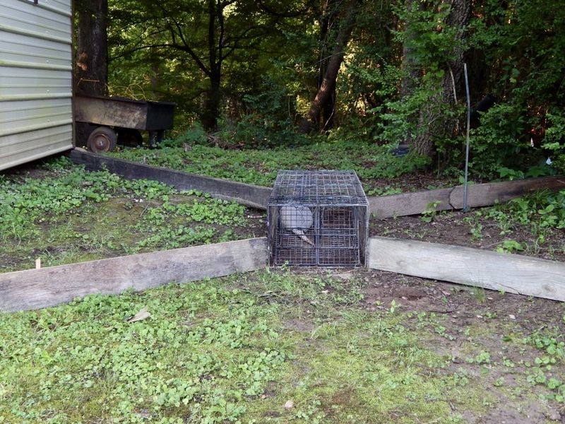 Call a Licensed Trapper When Nothing Else Works