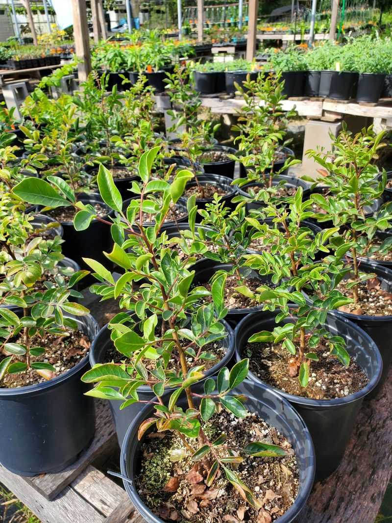Call nurseries to check current availability