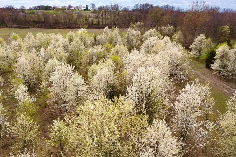 Callery (Bradford) Pear Callery (Bradford) Pear