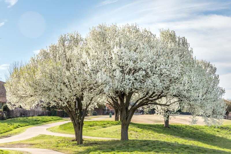 Callery Pear (Bradford Pear) Callery Pear (Bradford Pear)