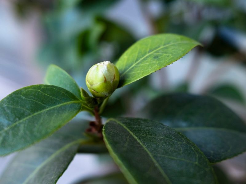 Camellia