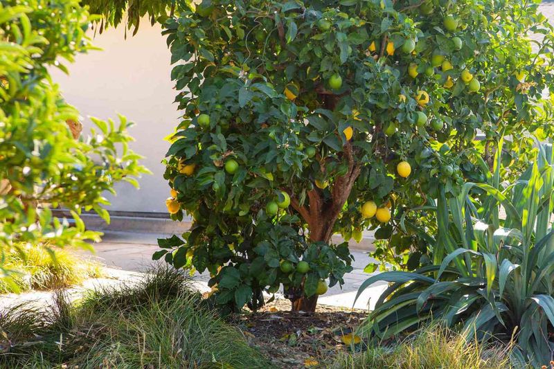 Can a Green Meyer Lemon Be Ready?