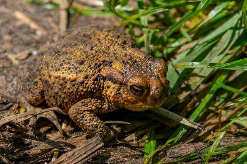 Can a Western Toad protect a garden bed?
