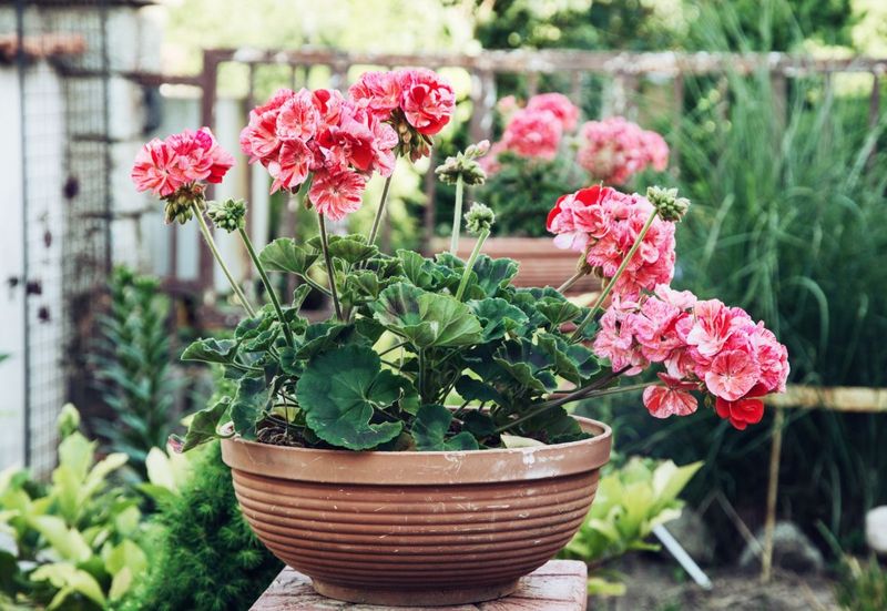 Can a fall feeding help geraniums keep blooming?