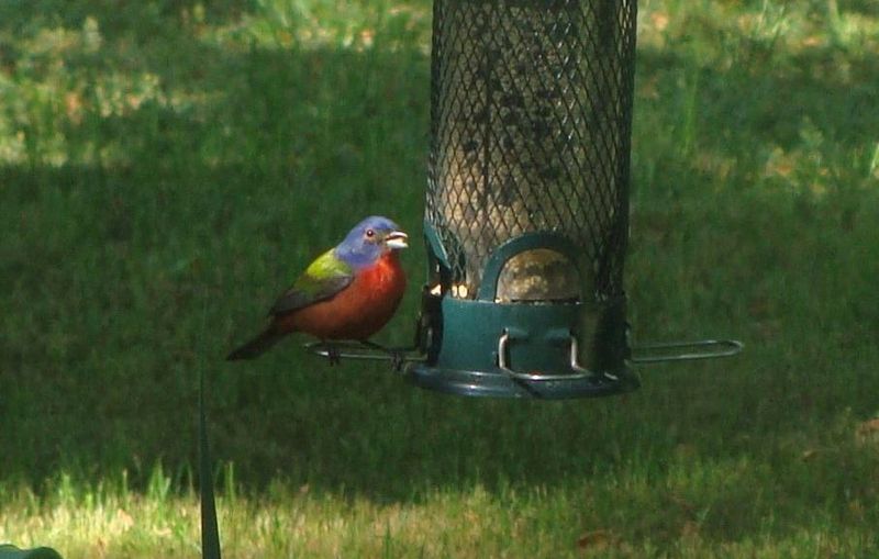 Can you know whether the same buntings will return?