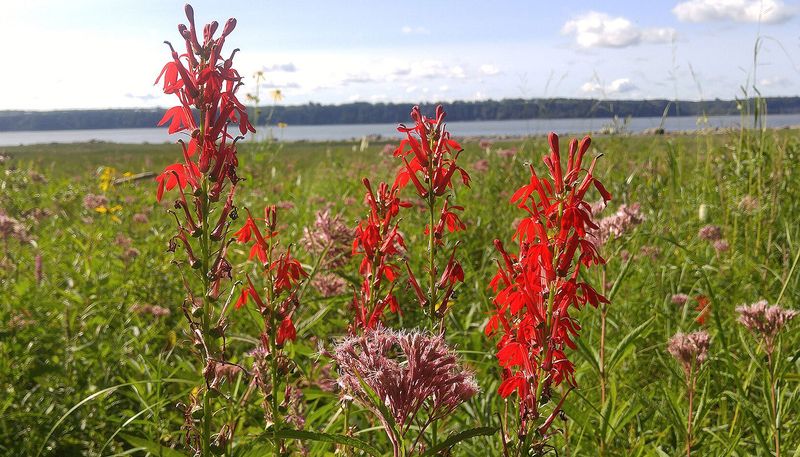 Cardinal Flower