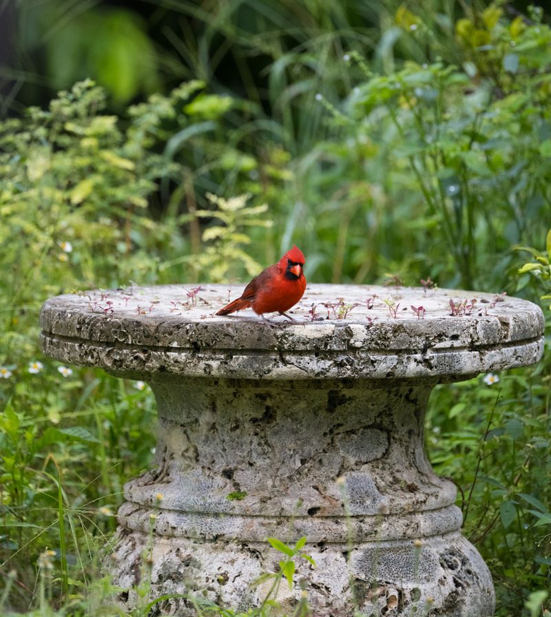 Cardinals live year-round in much of Texas