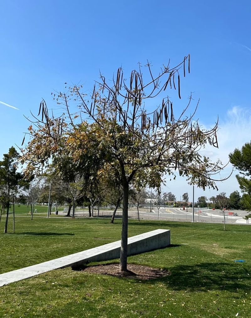Carob Tree