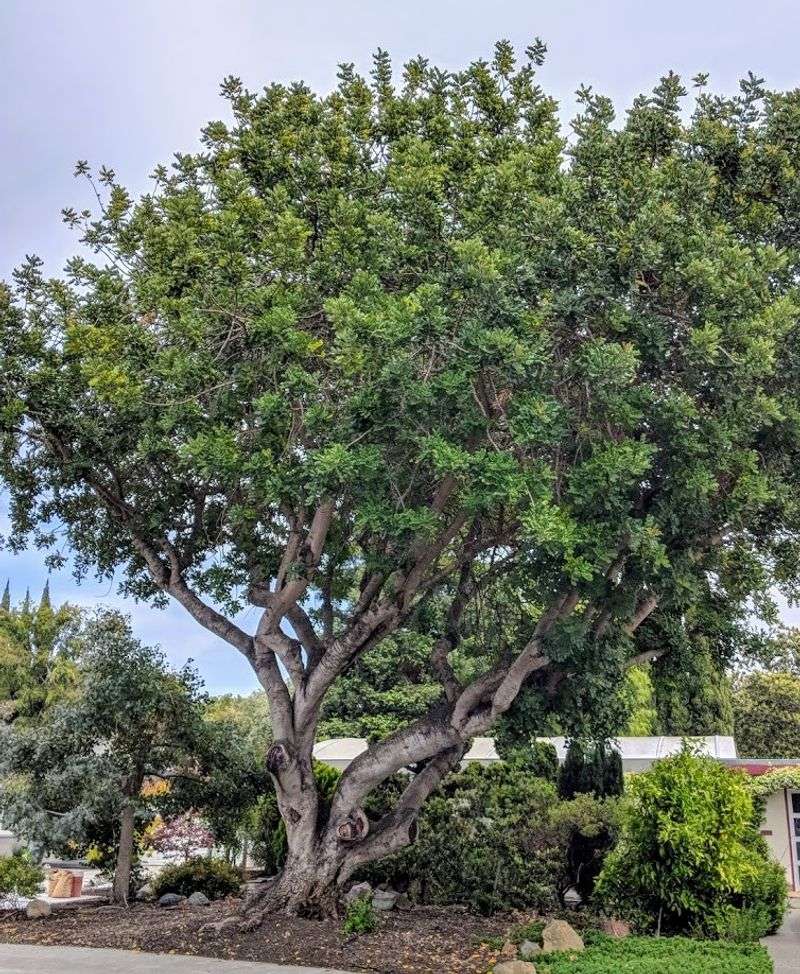 Carob