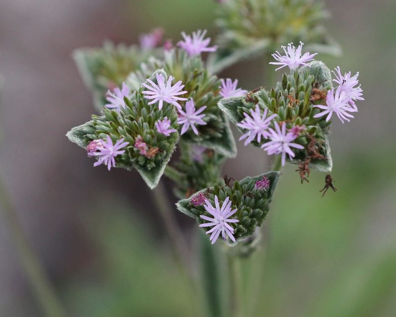 Carolina Elephantsfoot