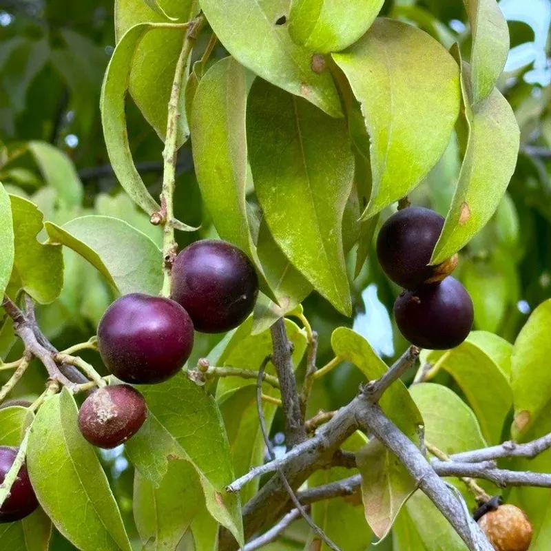 Catalina Cherry