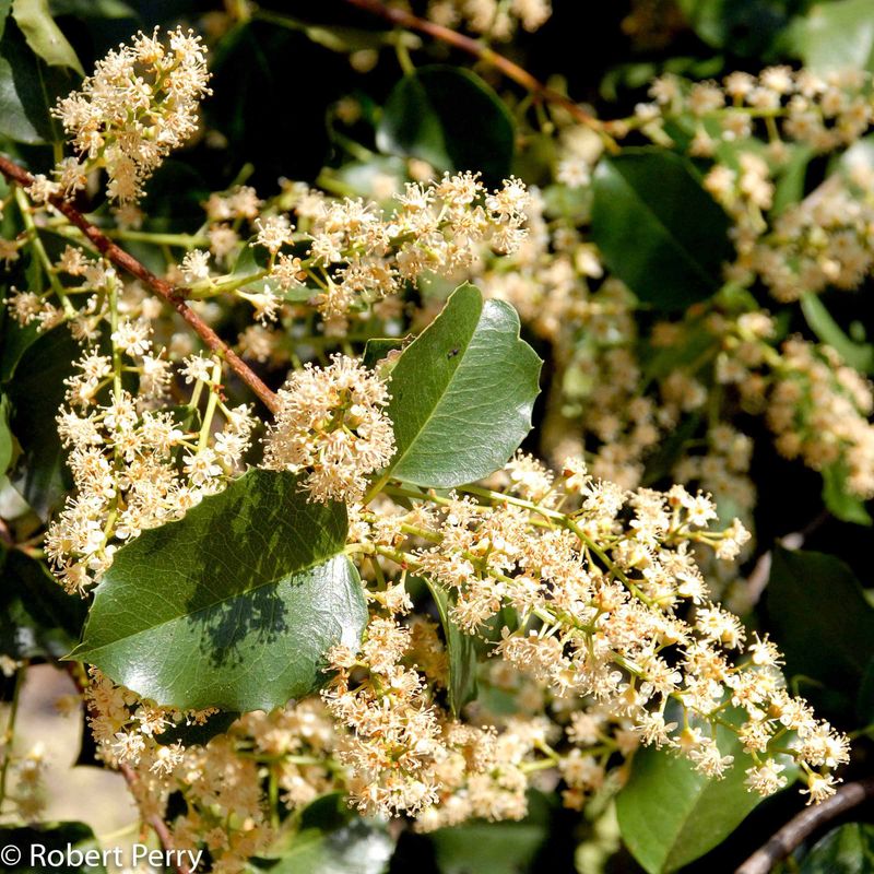 Catalina Cherry Alternative: Hollyleaf Cherry Pruned as a Hedge (Prunus ilicifolia)
