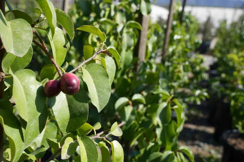 Catalina Cherry (Prunus ilicifolia ssp. lyonii) Catalina Cherry (Prunus ilicifolia ssp. lyonii)