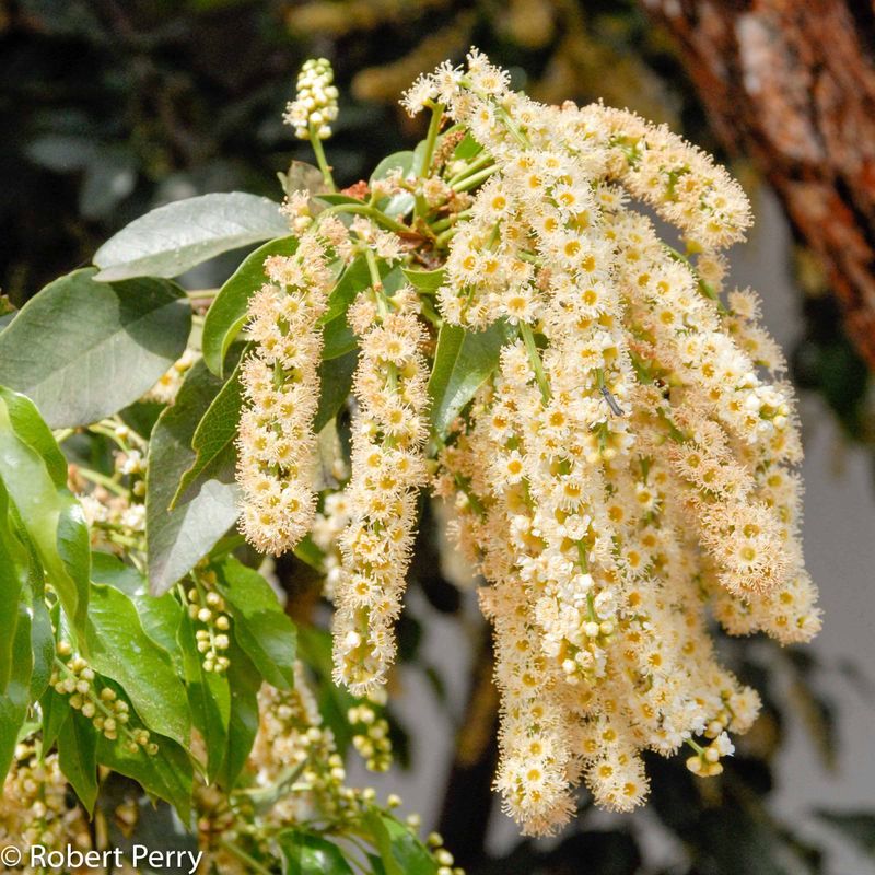 Catalina Cherry Catalina Cherry