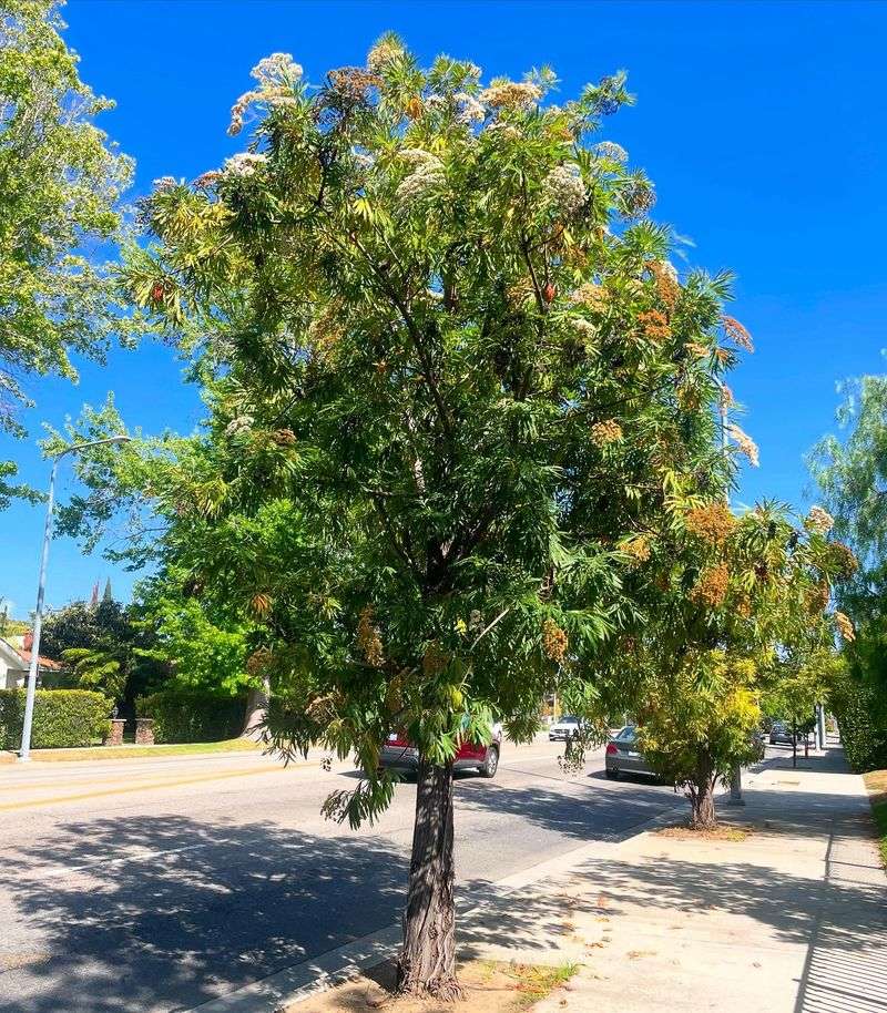 Catalina Ironwood