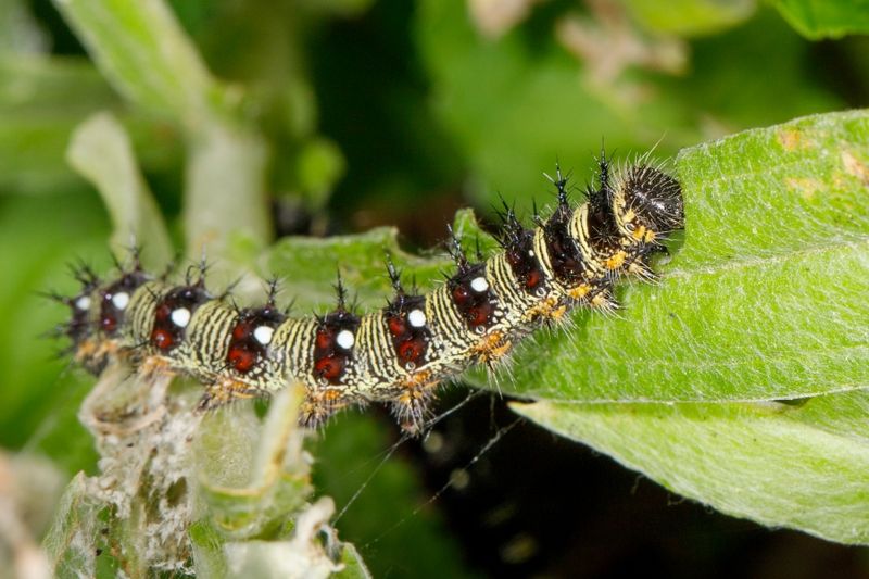 Caterpillars need host plants as well as nectar