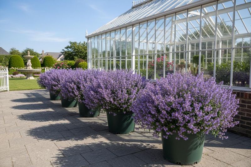 Catmint Catmint