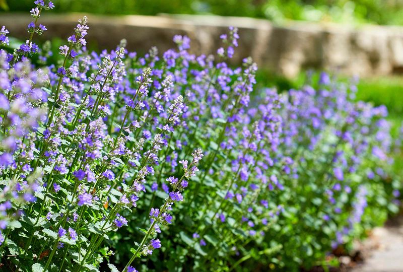 Catnip’s Texas listing is not a pest-control claim