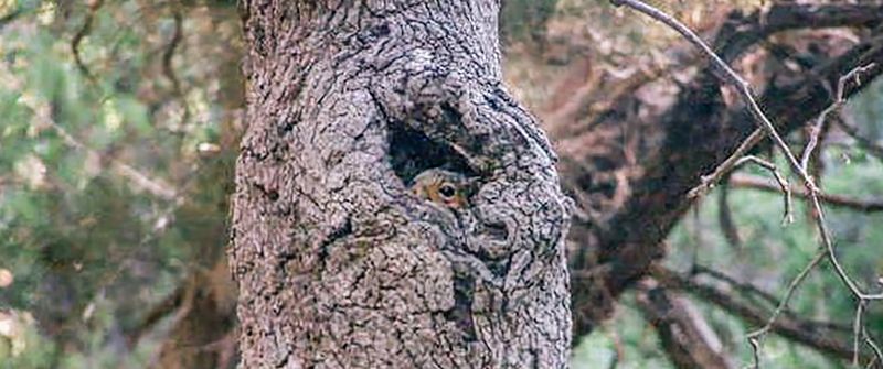 Cavity trees can provide shelter for some owls Cavity trees can provide shelter for some owls