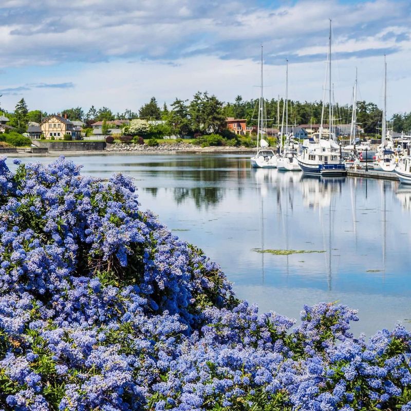 Ceanothus (California Lilac)