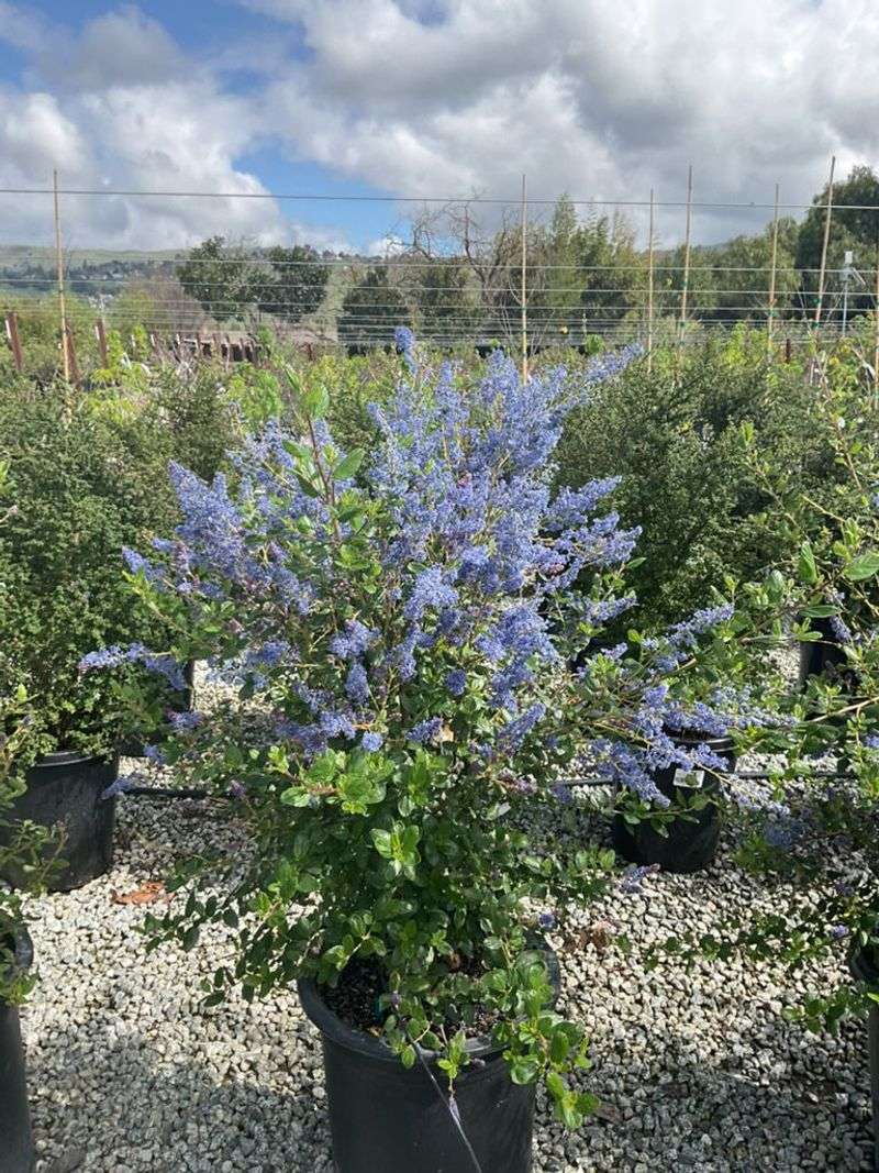 Ceanothus 'Ray Hartman' Ceanothus 'Ray Hartman'